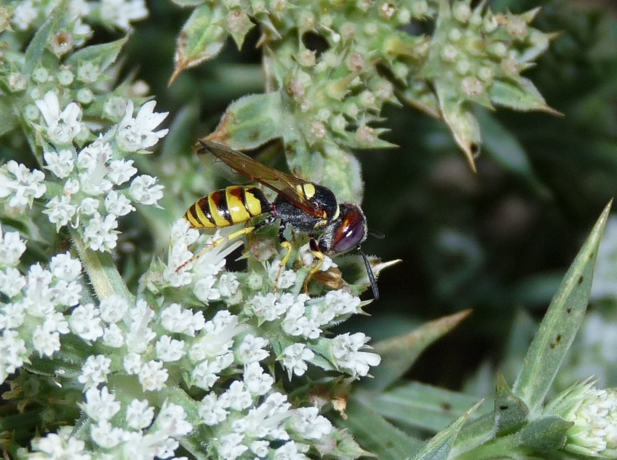 Philanthus triangulum e Philanthus venustus (Crabronidae)